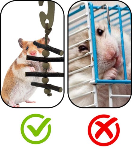 Pack hamster small - hamster,