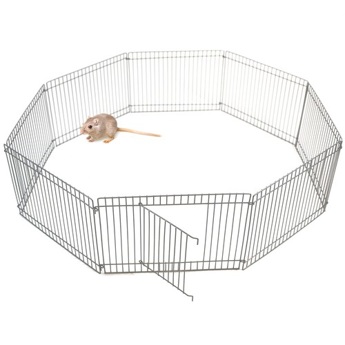 Small pet animal - small, play